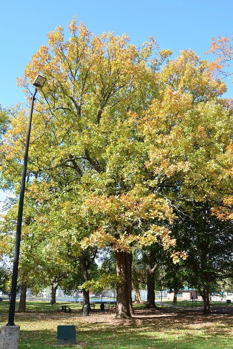 bur oak in Lexington
