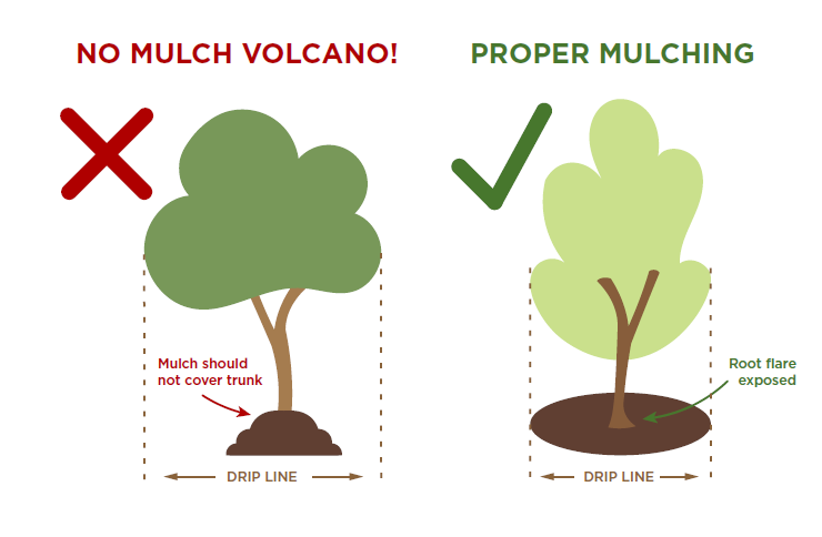 no mulch volcano, mulch should not cover trunk. proper mulching, root flares exposed with the mulch extending to the drip line and no more than 3 inches thick. 