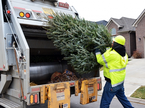 man loading disposed of natural Christmas tree into the back of a truck