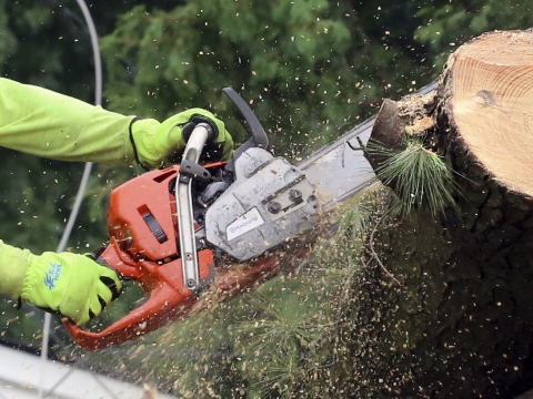chainsaw cutting into a downed tree