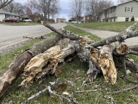 large tree branches placed along a street curb in a residential neighborhood