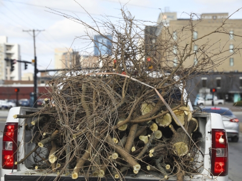 pickup truck with a load of branches traveling down Main Street in Lexington