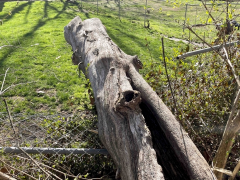 tree fallen on a broken fence