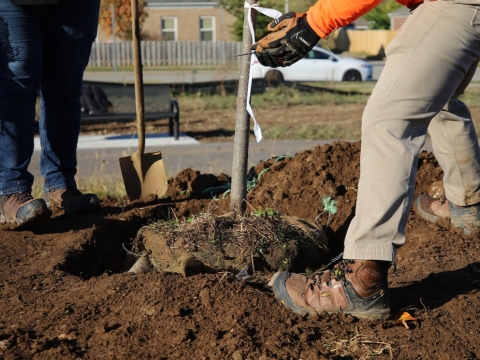 an up close shot of a tree being planted by 2 people, with only their legs and the tree and the ground visible